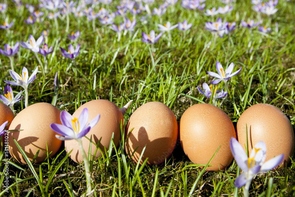 Natural colored easter eggs in a line on green grass with lavender purpel crocus around close up side view Natural colored easter eggs in a line on green grass with lavender purpel crocus around close up side view