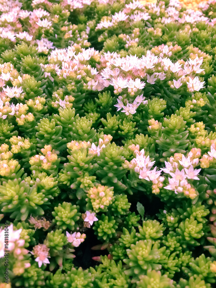 succulent plants ground cover with flowers