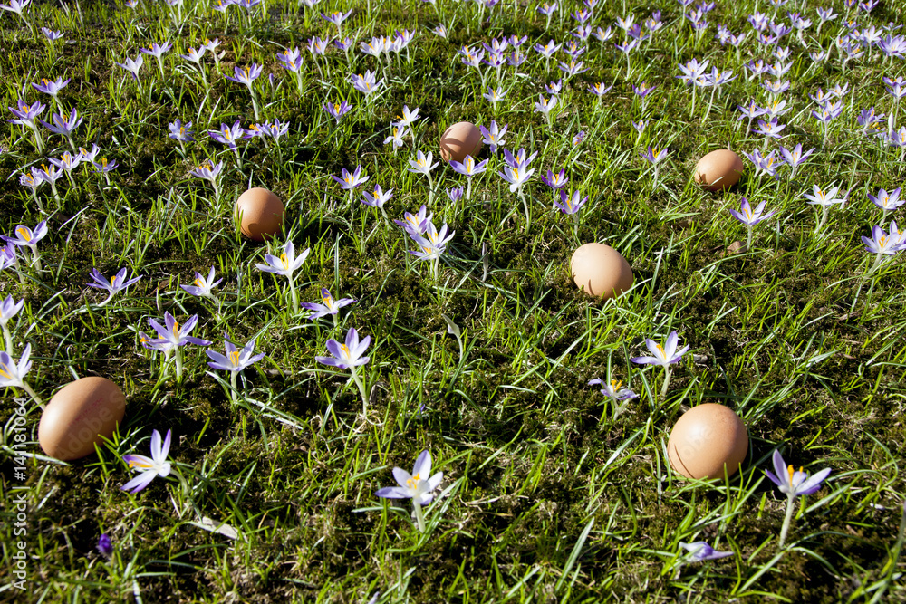 Natural colored easter eggs spread in green grass with lavender purpel crocus around side view Natural colored easter eggs spread in green grass with lavender purpel crocus around side view