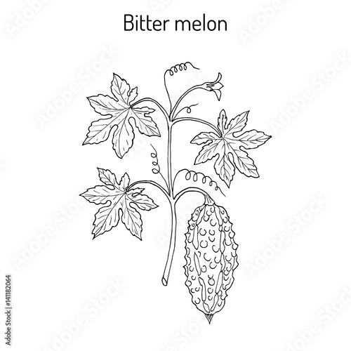 Bitter melon, or balsam-pear Momordica charantia 