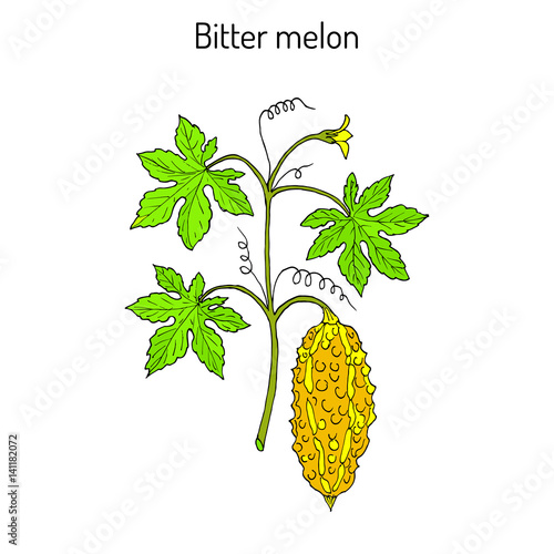 Bitter melon, or balsam-pear Momordica charantia 