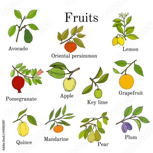 Big set of colorful fruit icons apple, pear, plum, lemon, avocado, persimmon, pomegranate, lime, grapefruit, quince, mandarin
