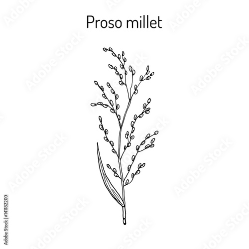 Proso millet Panicum miliaceum 