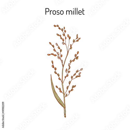 Proso millet Panicum miliaceum 