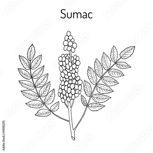 Sicilian sumac Rhus glabra branch with leaves and berries photo