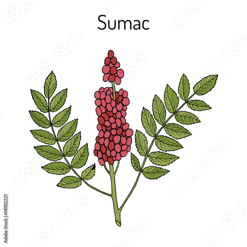 Fototapeta Naklejka Na Ścianę i Meble -  Sicilian sumac Rhus glabra branch with leaves and berries