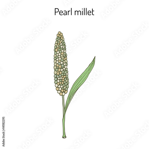Pearl millet Pennisetum glaucum , cereal crop