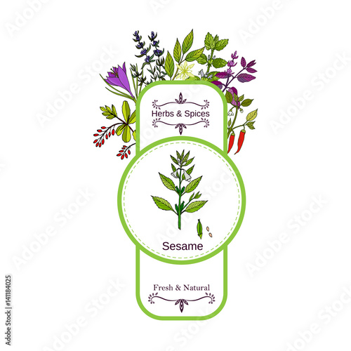 Vintage herbs and spices label collection. Sesame