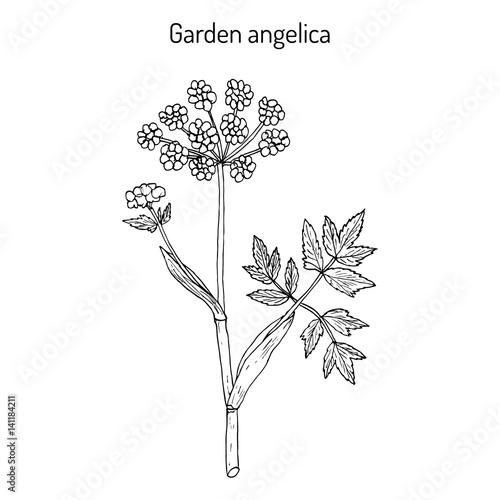 Garden angelica Angelica archangelica , or wild celery