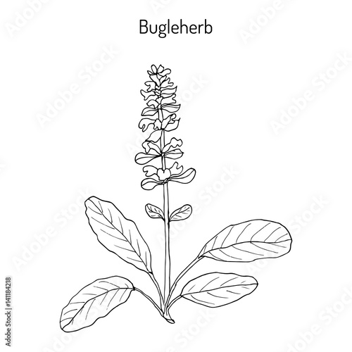 Bugleweed Ajuga reptans , or blue bugle, bugleherb, carpetweed