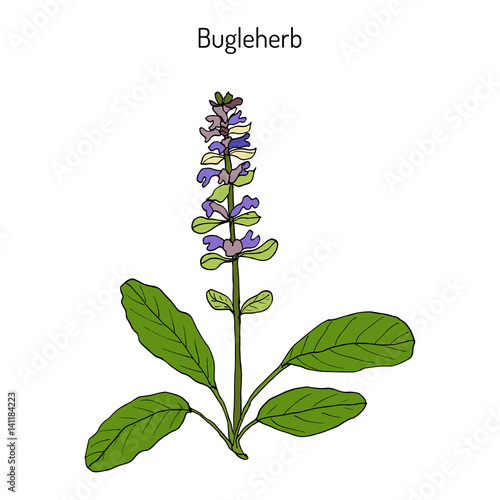 Bugleweed Ajuga reptans , or blue bugle, bugleherb, carpetweed