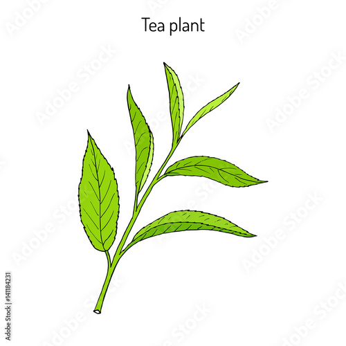 Tea plant Camellia sinensis 