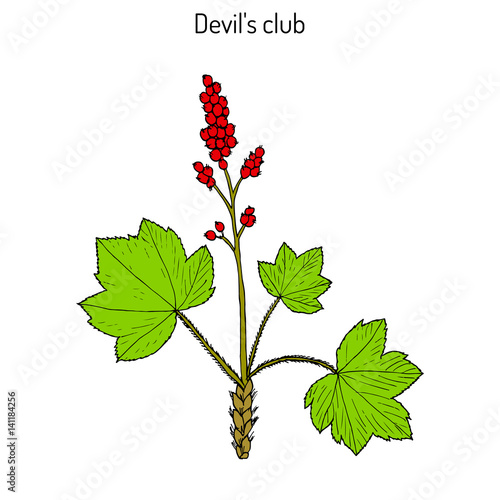 Devil s club or walking stick Oplopanax horridus , medicinal plant