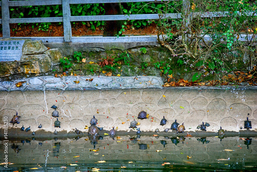 Turtles at Nengren Temple, Baiyunshan, China photo