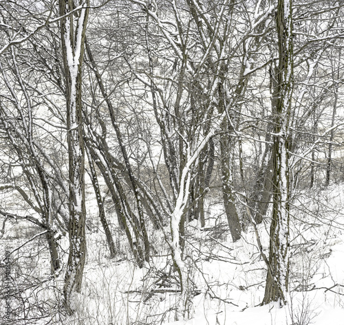 Wallpaper Mural An almost abstract mix of tree trunks and branches covered with snow in a winter landscape Torontodigital.ca