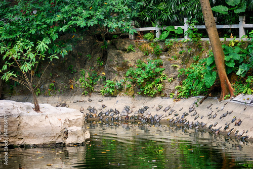 Turtles at Nengren Temple, Baiyunshan, China photo