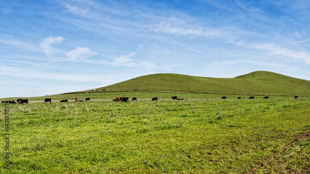 Grass in green only in the winter of the Central valley of California. That is the only time cattle can graze in ranches. Grass in green only in the winter of the Central valley of California. That is the only time cattle can graze in ranches.