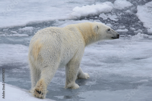 Polar bear on the ice