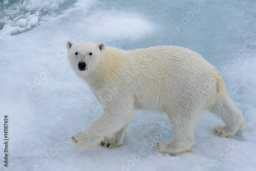 Polar bear on the ice