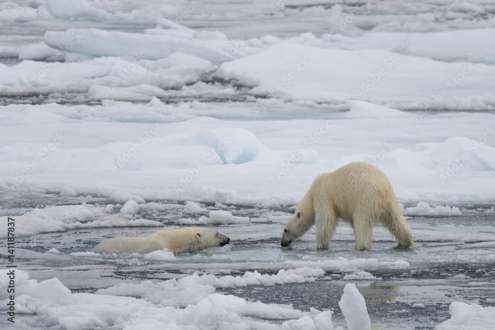 Two polar bears playing together on the ice Two polar bears playing together on the ice