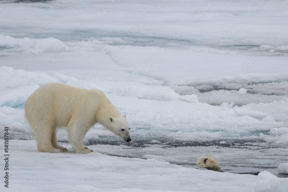 Two polar bears playing together on the ice