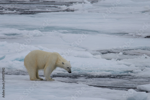 Two polar bears playing together on the ice