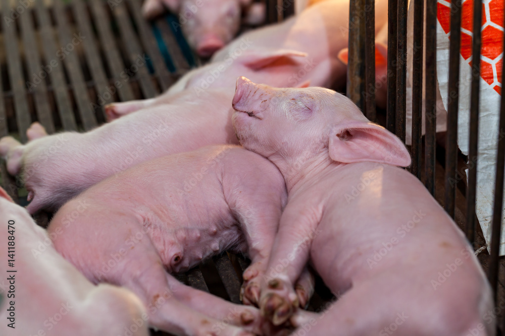 Newborn piglet After suckling pig was sleeping. Newborn piglet After suckling pig was sleeping.