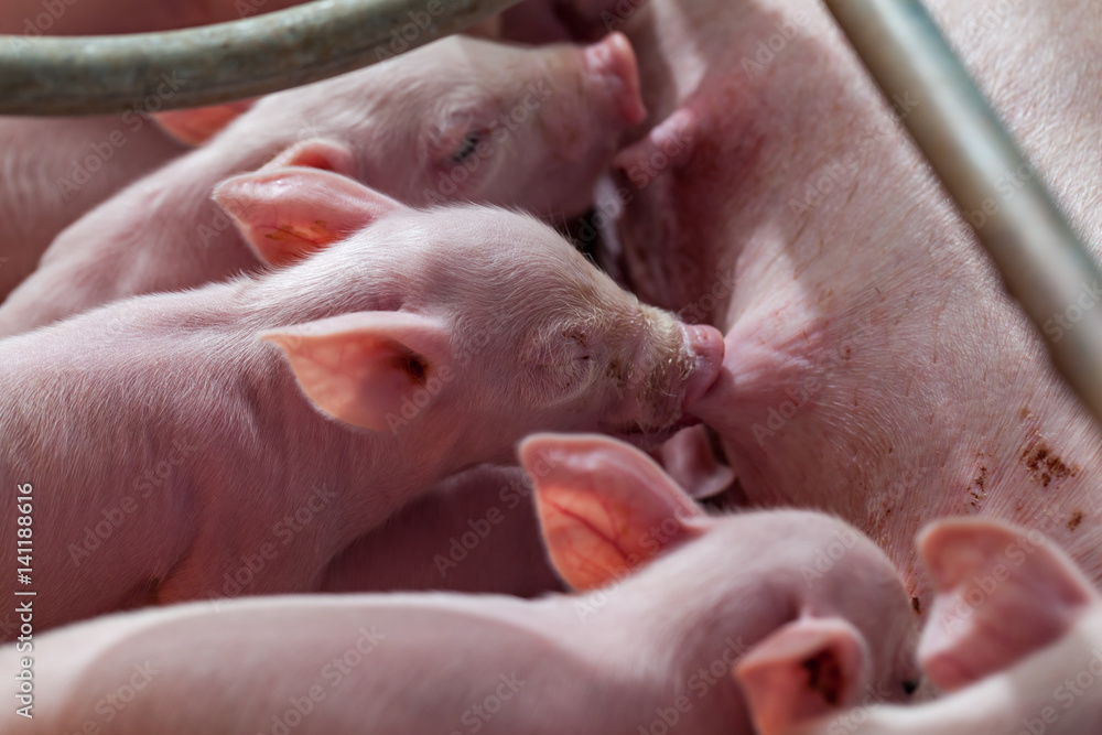 Newborn piglet Are suckling from mother pig Newborn piglet Are suckling from mother pig