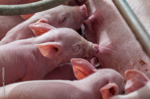 Newborn piglet Are suckling from mother pig