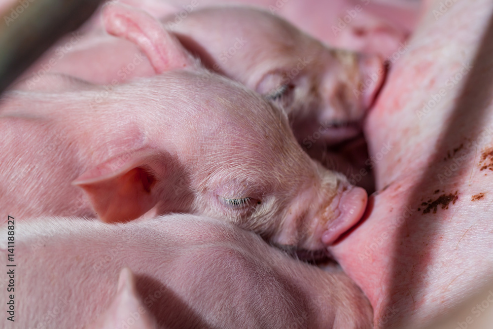 Newborn piglet Are suckling from mother pig Newborn piglet Are suckling from mother pig