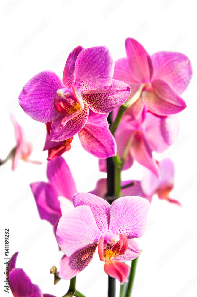 Fototapeta premium Pink flowers Orchid on a white background