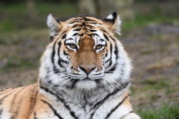 Tableau sur verre  The Tiger  © gerckens.photo