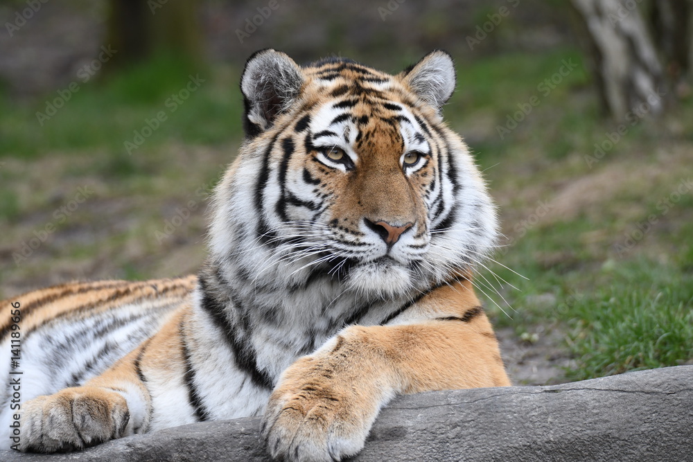 Obraz premium The Tiger