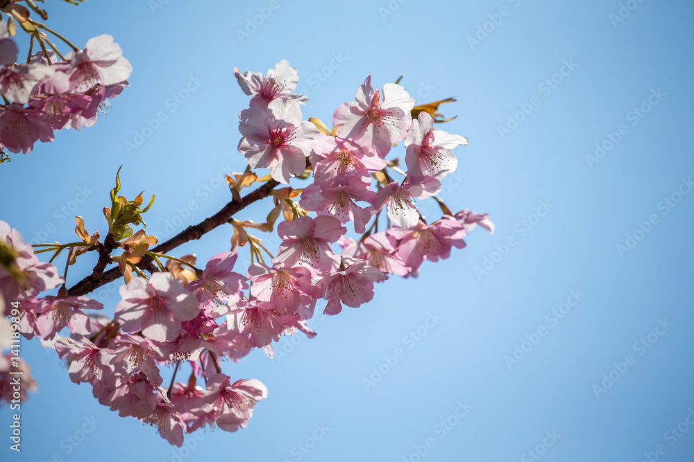 Kawazu cherry tree Kawazu cherry tree
