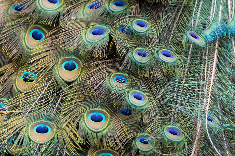 Fototapeta premium Image of a peacock feathers. wild animals.