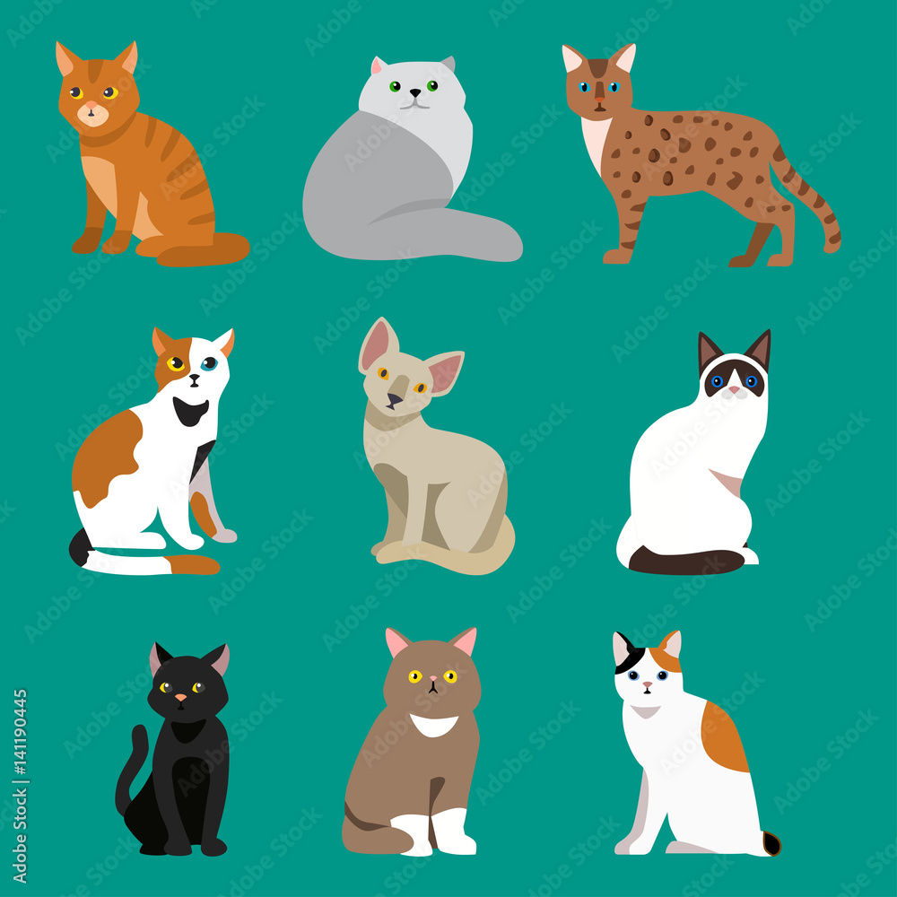 Fototapeta premium Cat breed cute pet portrait fluffy young adorable cartoon animal and pretty fun play feline sitting mammal domestic kitty vector illustration.