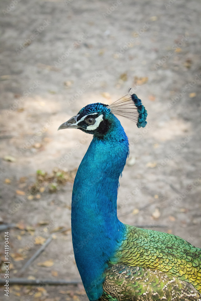 Image of a peacock head on nature background. wild animals. Image of a peacock head on nature background. wild animals.