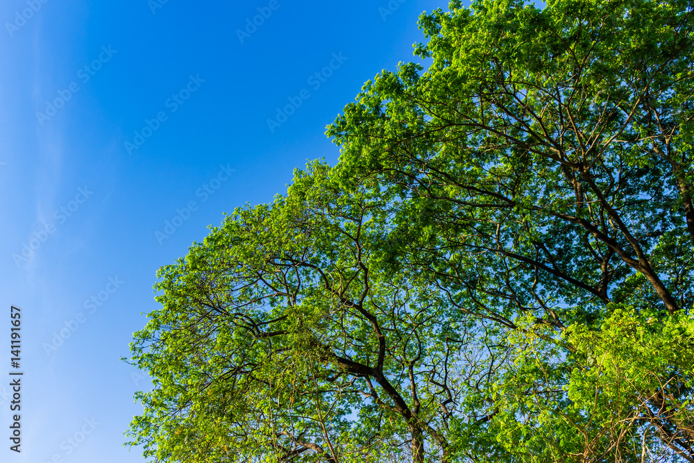 Fototapeta premium The form of tree