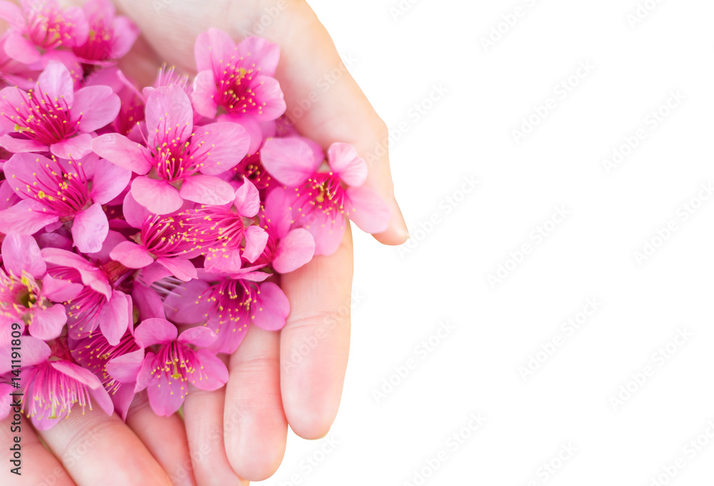 Close up image of pink Wild Himalayan Cherry flowers (Sakura of Thailand) on woman hands isolate on white background, Copy Space, Clipping Path, Selective Focu Close up image of pink Wild Himalayan Cherry flowers (Sakura of Thailand) on woman hands isolate on white background, Copy Space, Clipping Path, Selective Focu