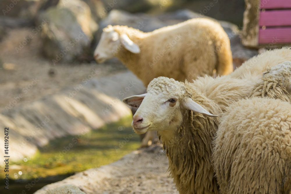 Image of a brown sheep on nature background in thailand. Farm animal Image of a brown sheep on nature background in thailand. Farm animal