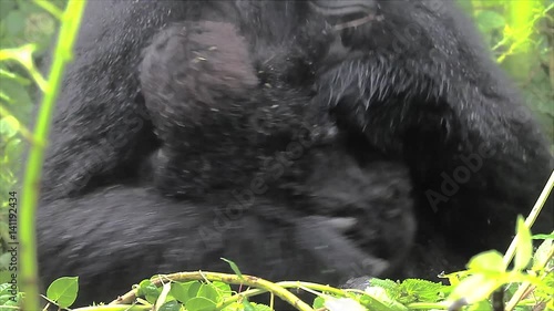 The Critically Endangered Mountain Gorilla Seen Here Caring for her Newborn Baby in Virunga Mountains, Rwanda. This is the Susa Group, which was studied by Dian Fossey. photo