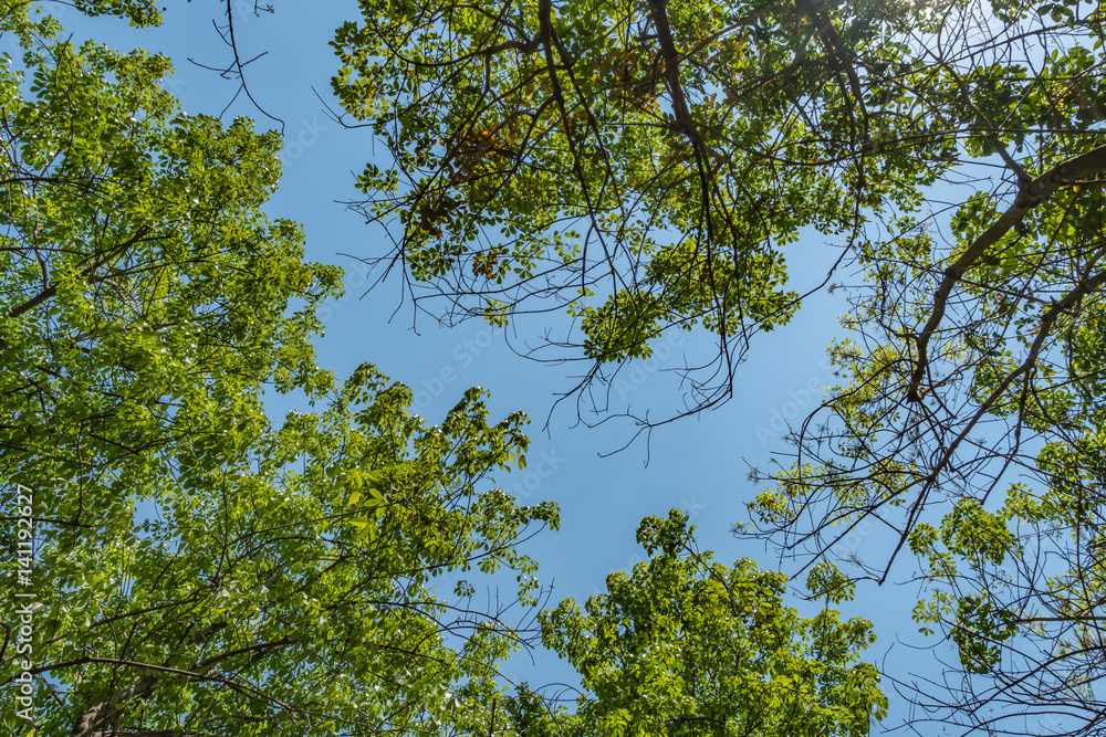 Obraz premium Green Trees top