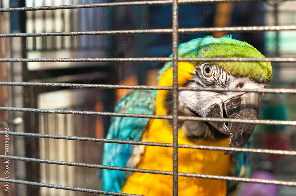 Fototapeta premium Caged macaw at Yuen Po Street bird market, Mong Kok, Hong Kong