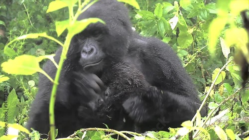 The Critically Endangered Mountain Gorilla Seen Here Picking Her Nose(!) and with Newborn Baby in Virunga Mountains, Rwanda. This is the Susa Group, which was studied by Dian Fossey. photo