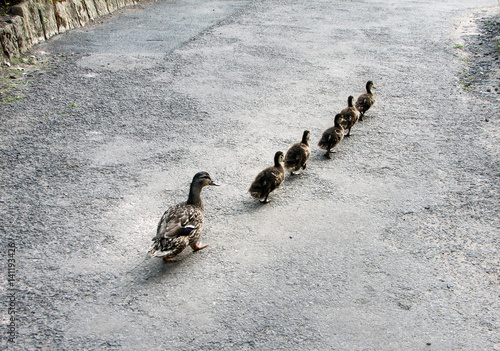 Ducks in a row