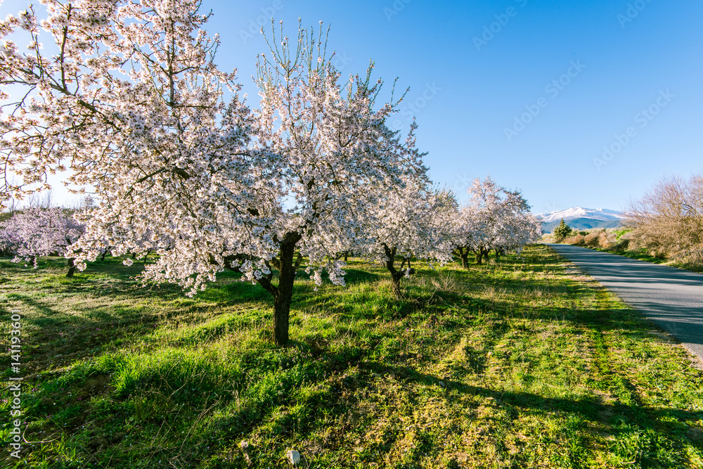 Almond trees blooming in Sierra Nevada, Spain