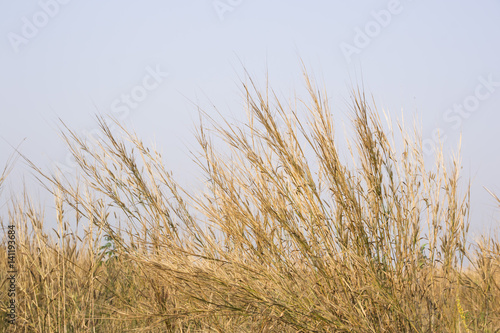 grass field flower of garden landscape in nature background