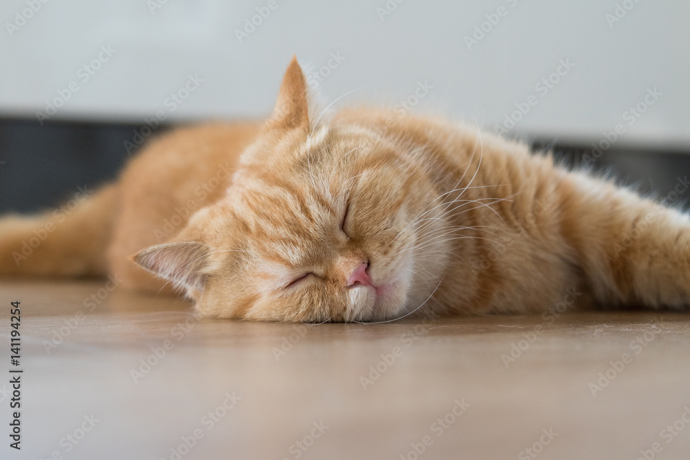 lovely cat american short hair sleeping on wood floor