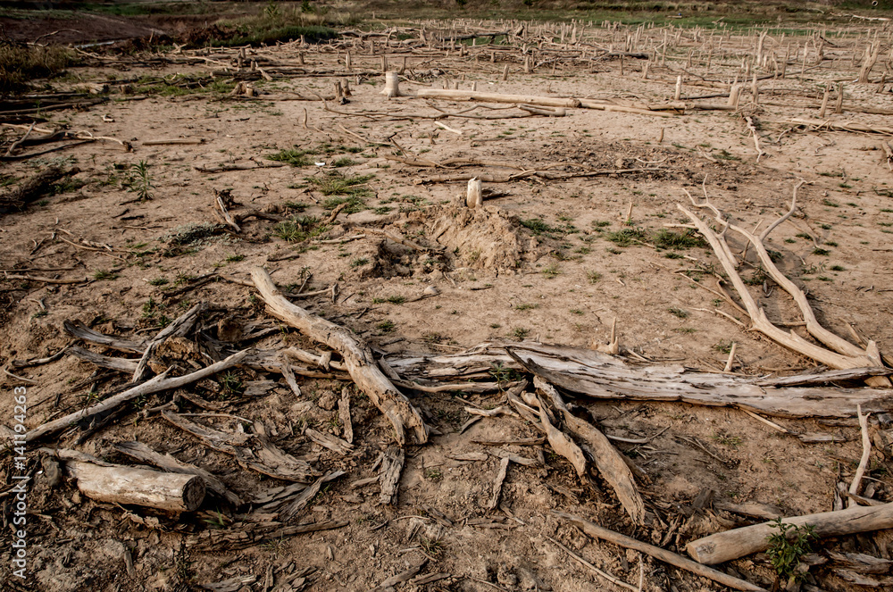 The ground dry and cracked, with branches in the dry season The ground dry and cracked, with branches in the dry season