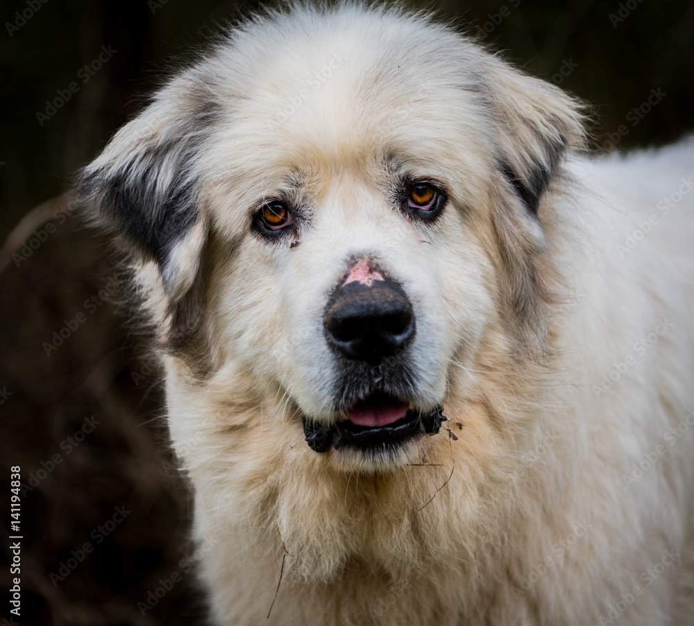 Curious Face of A Great Pyrenees Herding Dog
